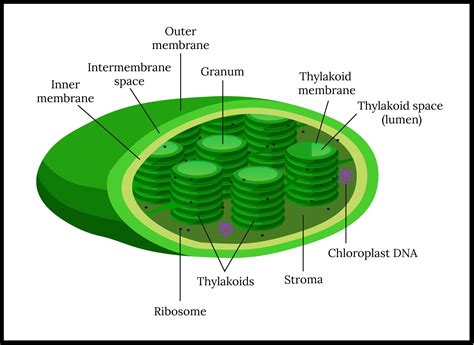 Are Chloroplasts Found in Animal Cells? Explain. And Why Do Plants Never Get Lost?