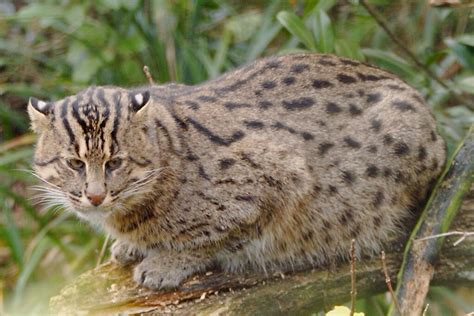 Are Fishing Cats Dangerous: Unraveling the Mysteries of These Aquatic Felines