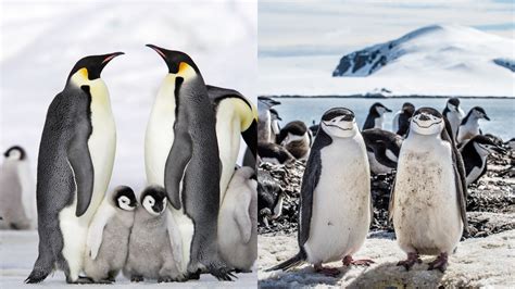 Are Jeans Good for Cold Weather? And Why Do Penguins Never Wear Them?