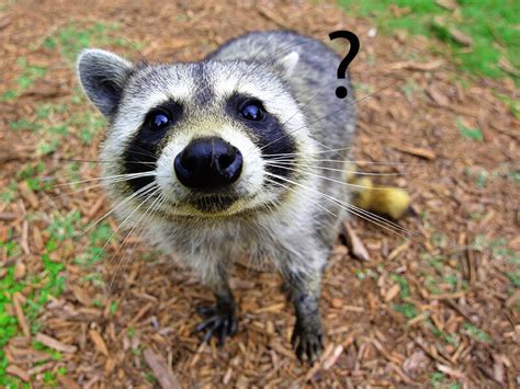 How to Get a Pet Raccoon: And Why They Might Just Teach You to Juggle