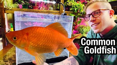 is staples pet friendly, and does it matter if your goldfish can type?