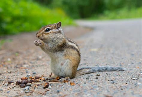 What Animal Eats Chipmunks and Why Do They Always Seem to Disappear When You Need a Good Story?