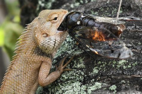 What Animal Eats Lizards: A Dive into the Predatory World and Beyond