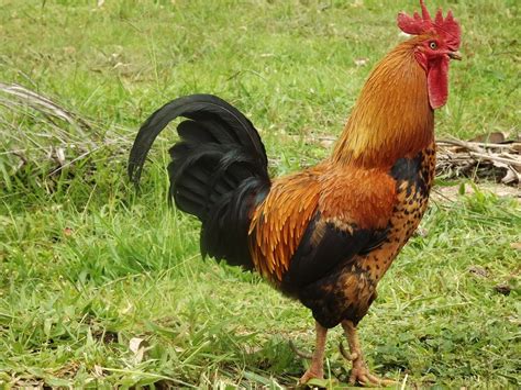 What Animal Has the Biggest Cock: Exploring the Curiosities of Nature and Beyond