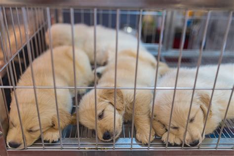 What Do Pet Stores Do with Unsold Animals? And Why Do Goldfish Always Look So Judgmental?