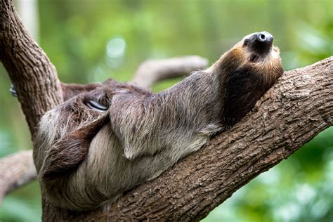 What is the laziest animal, and why do they always seem to have the best naps?