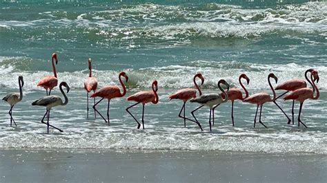 What is the weather in Florida in February, and why do flamingos wear sunglasses?