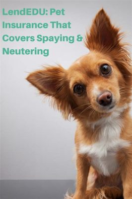 Which Pet Insurance Covers Spaying: A Journey Through the Maze of Furry Friends and Financial Foresight